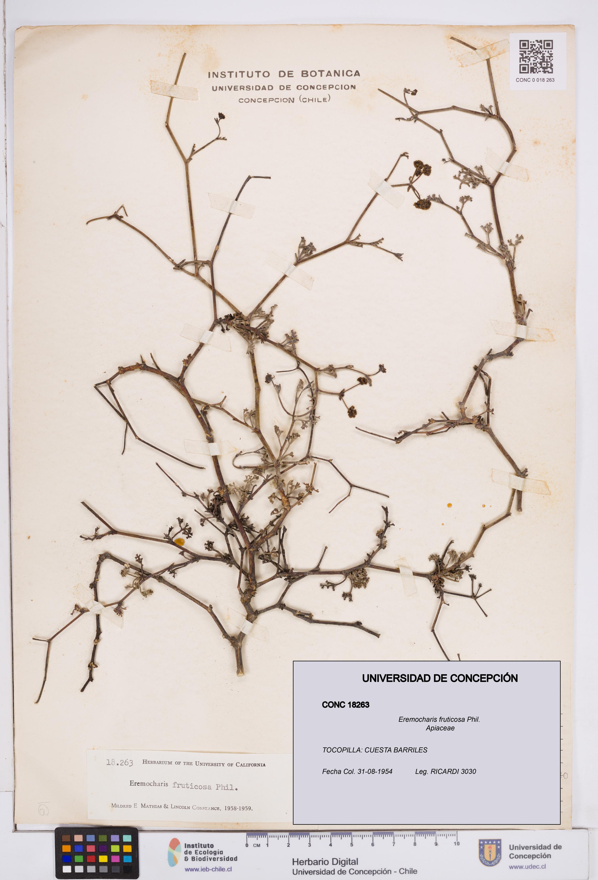 Eremocharis fruticosa [Espécimen: ]