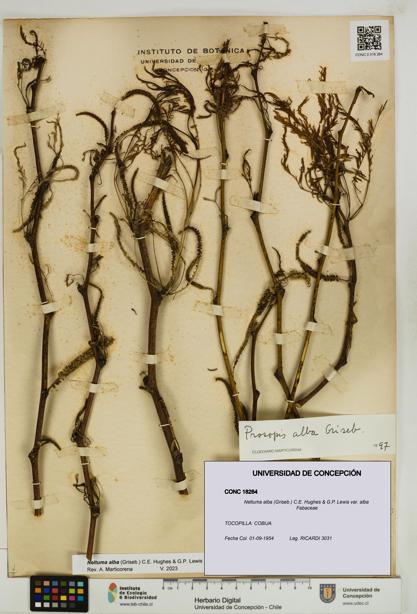 Neltuma alba var. alba [Espécimen: UDEC:CONC:0018264]