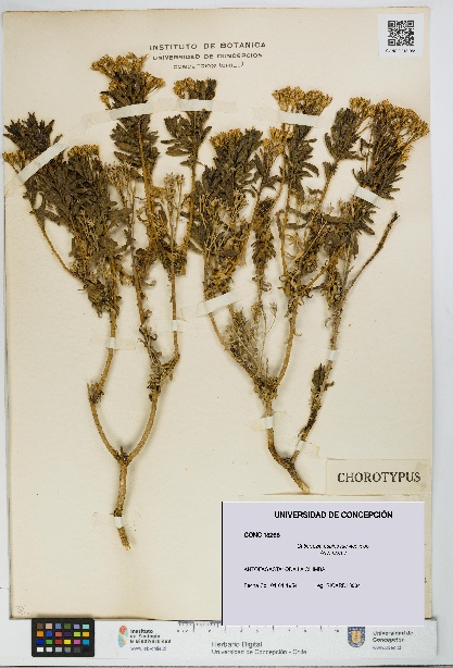 Gutierrezia espinosae [Espécimen: UDEC:CONC:0018268]