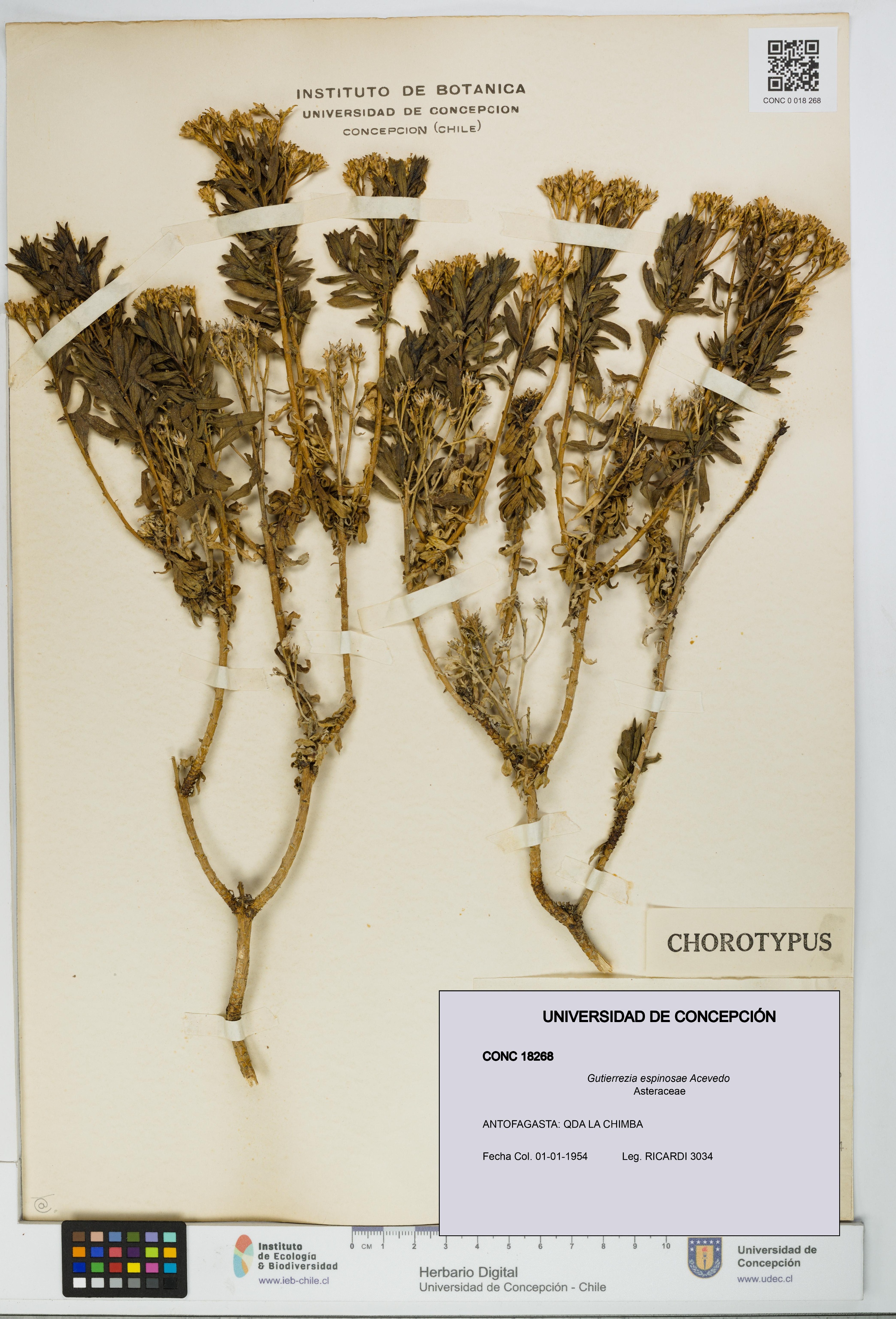 Gutierrezia espinosae [Espécimen: UDEC:CONC:0018268]