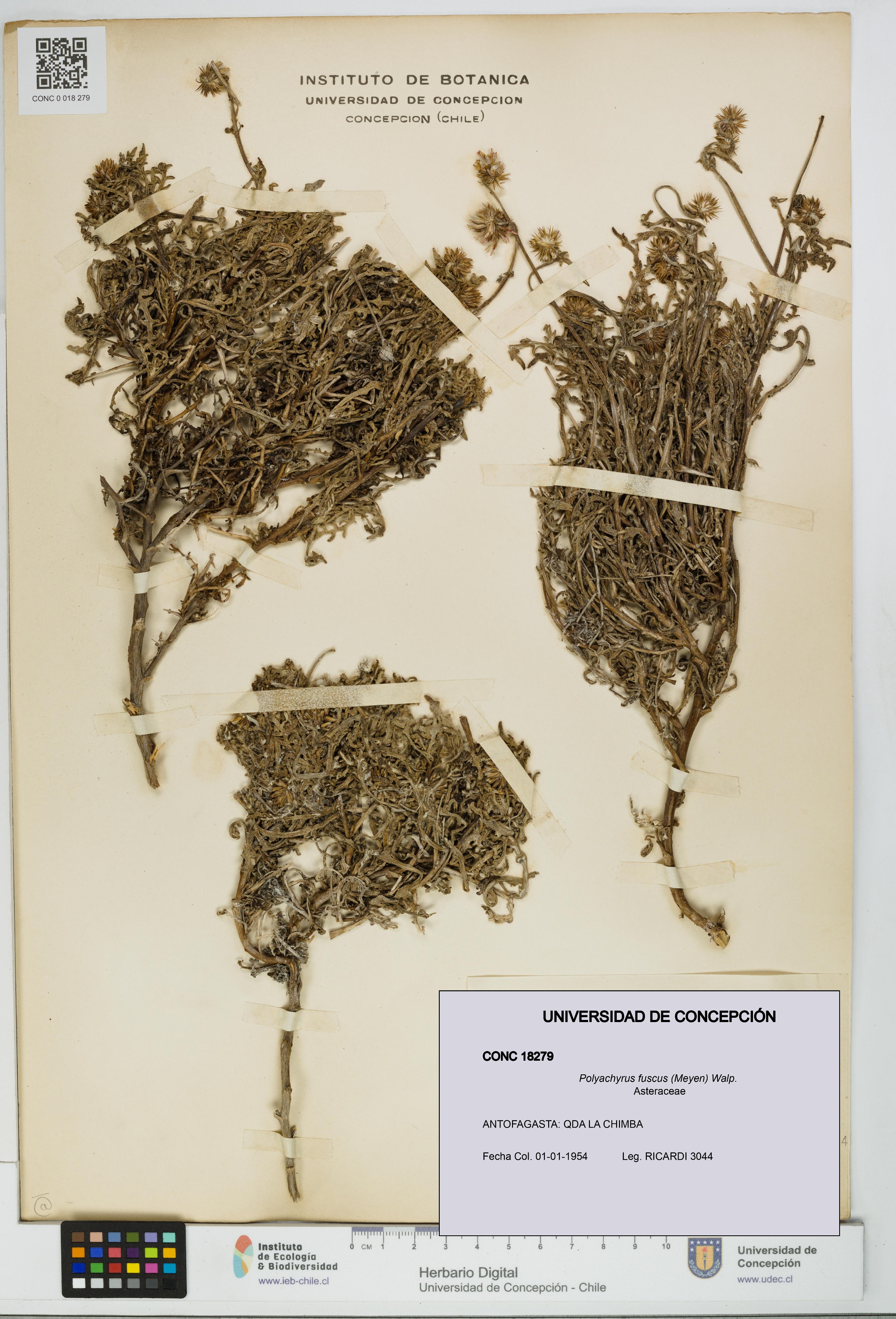 Polyachyrus fuscus [Espécimen: UDEC:CONC:0018279]