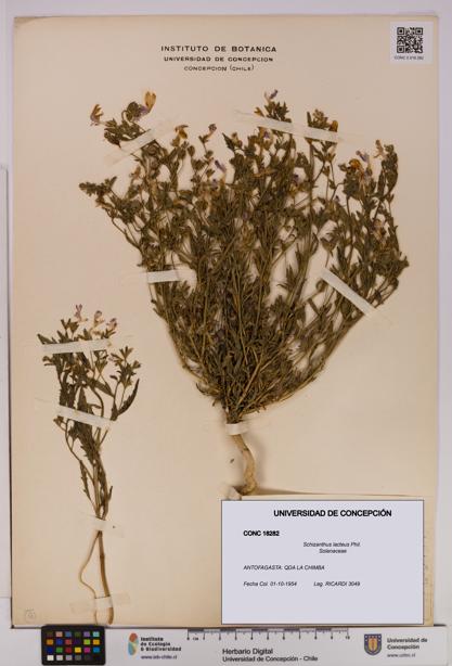 Schizanthus lacteus [Espécimen: UDEC:CONC:0018282]