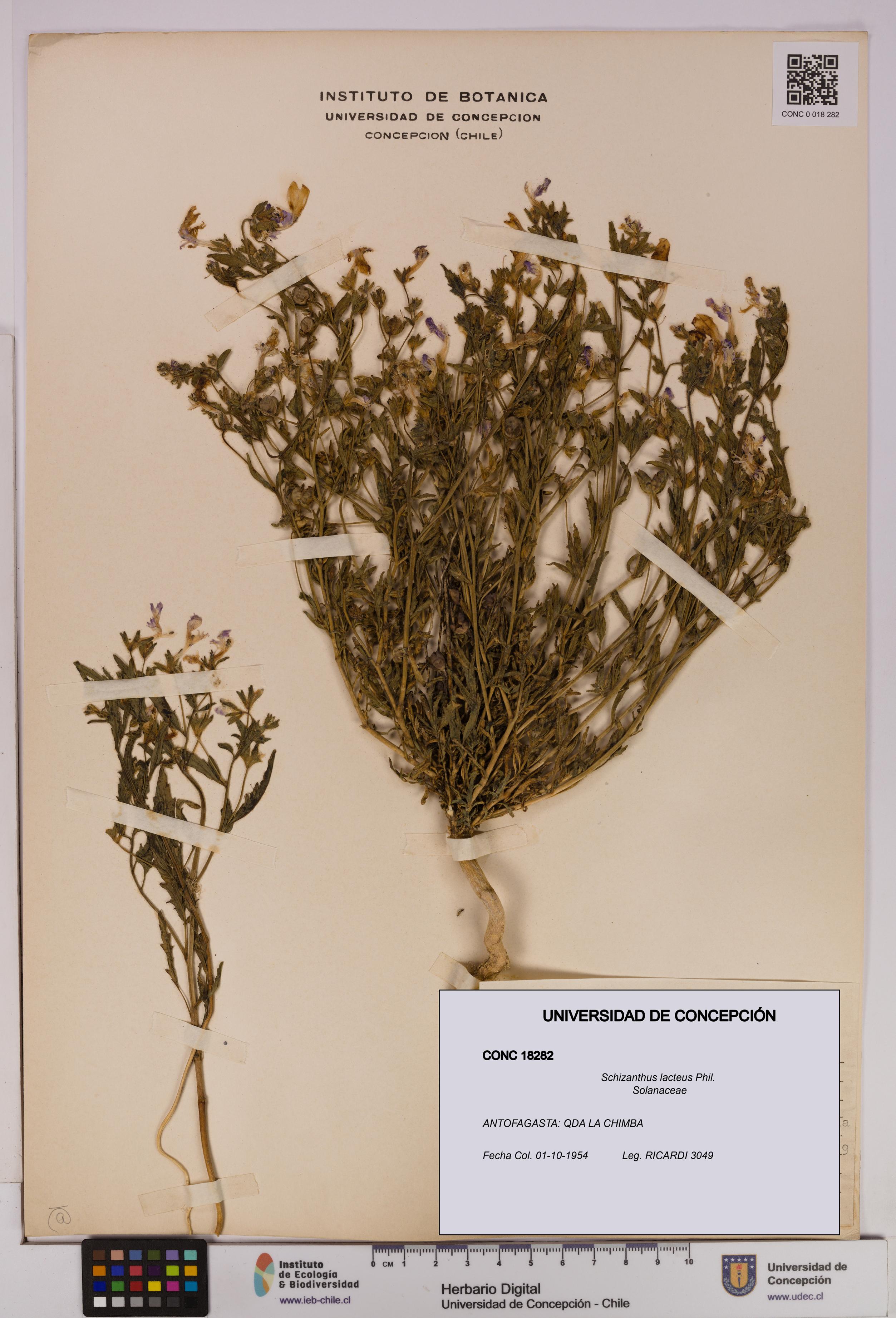 Schizanthus lacteus [Espécimen: UDEC:CONC:0018282]