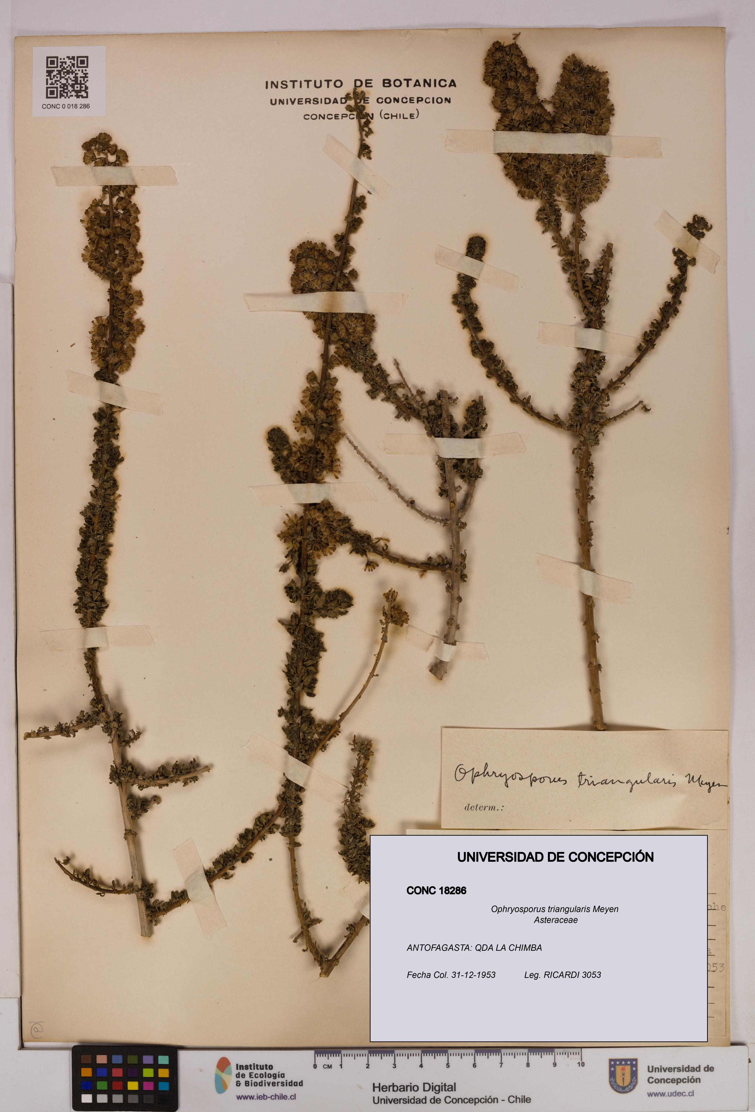 Ophryosporus triangularis [Espécimen: UDEC:CONC:0018286]