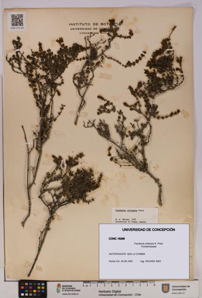 Frankenia chilensis [Espécimen: UDEC:CONC:0018296]