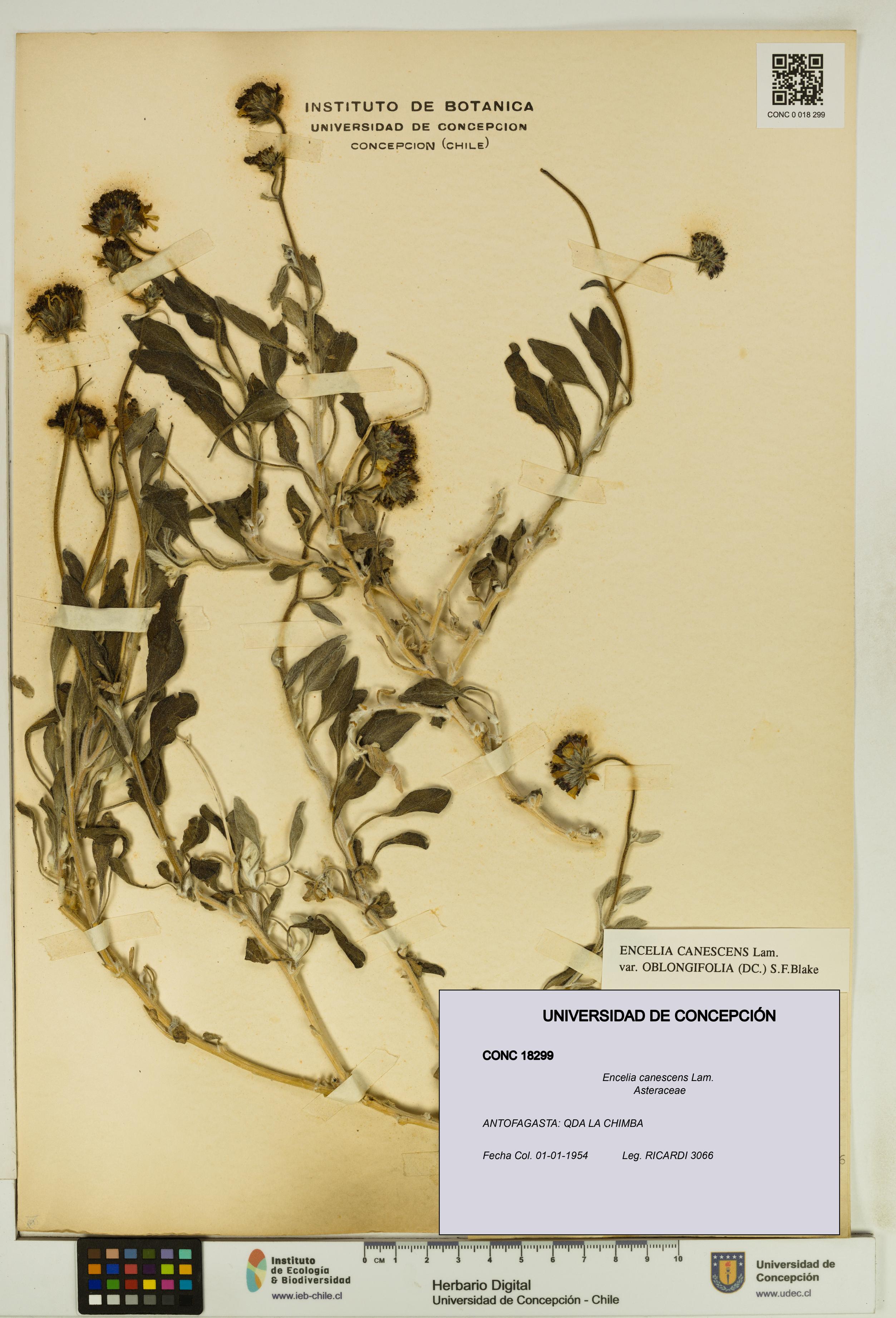 Encelia canescens [Espécimen: UDEC:CONC:0018299]