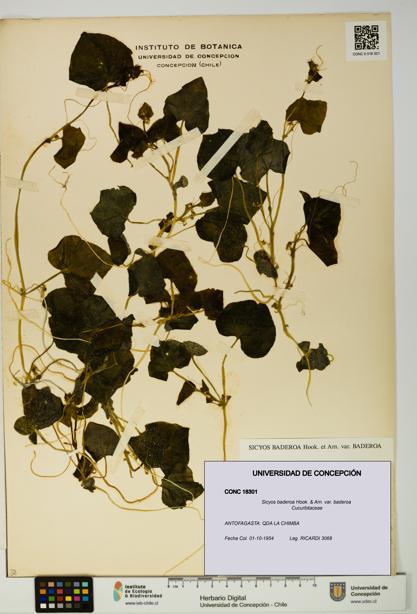 Sicyos baderoa var. baderoa [Espécimen: UDEC:CONC:0018301]