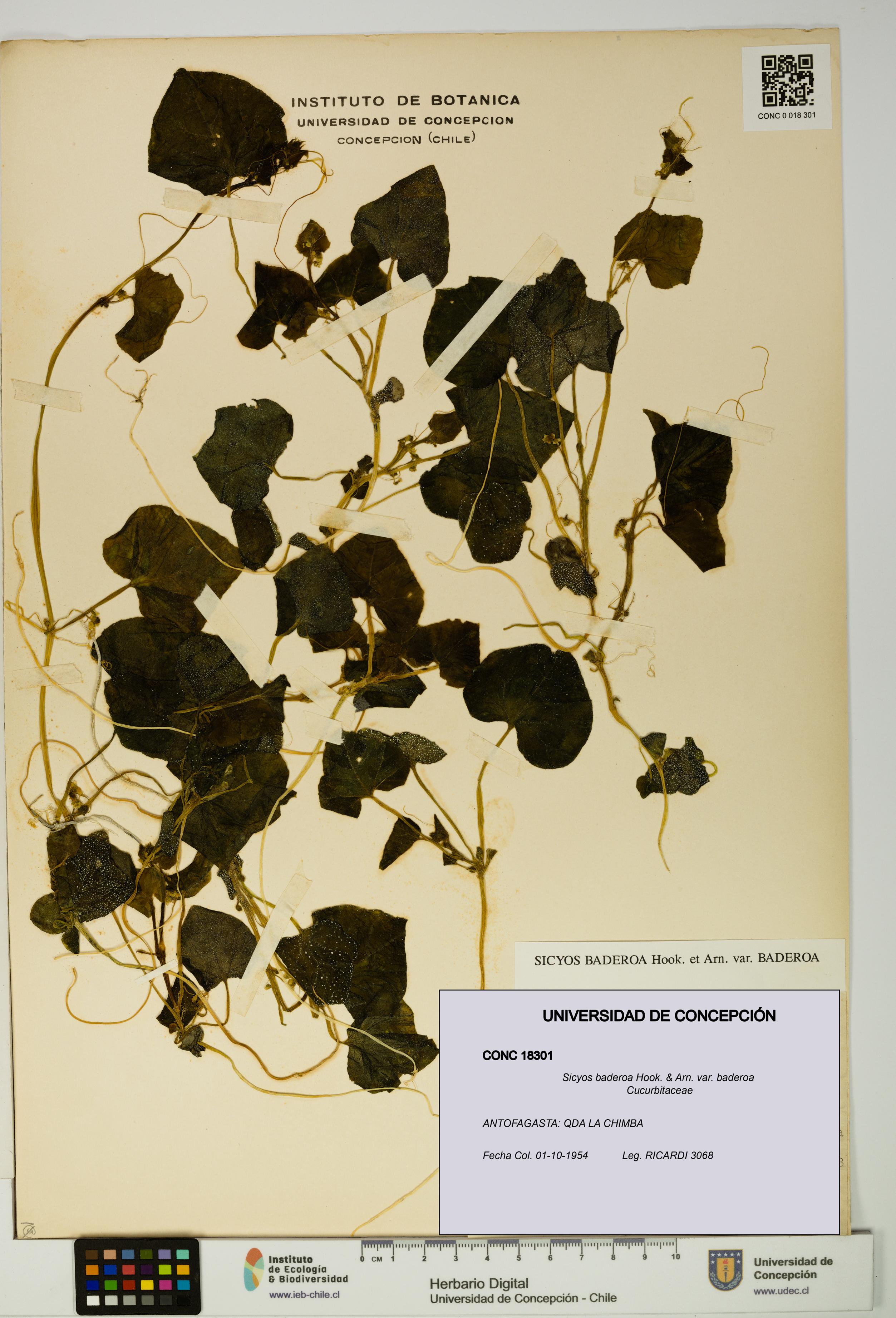 Sicyos baderoa var. baderoa [Espécimen: UDEC:CONC:0018301]