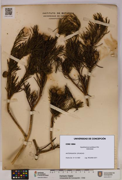 Gypothamnium pinifolium [Espécimen: UDEC:CONC:0018304]