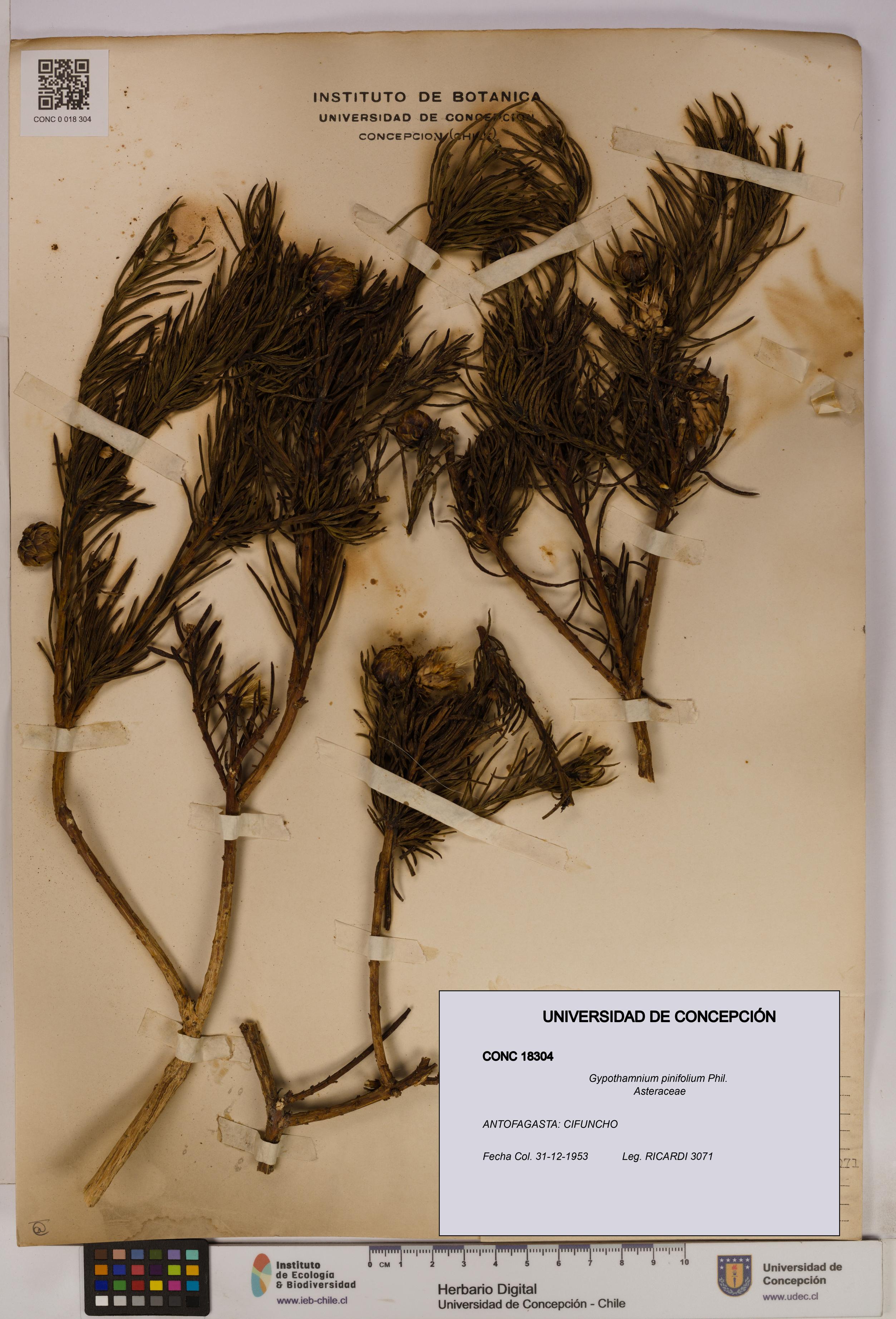Gypothamnium pinifolium [Espécimen: UDEC:CONC:0018304]