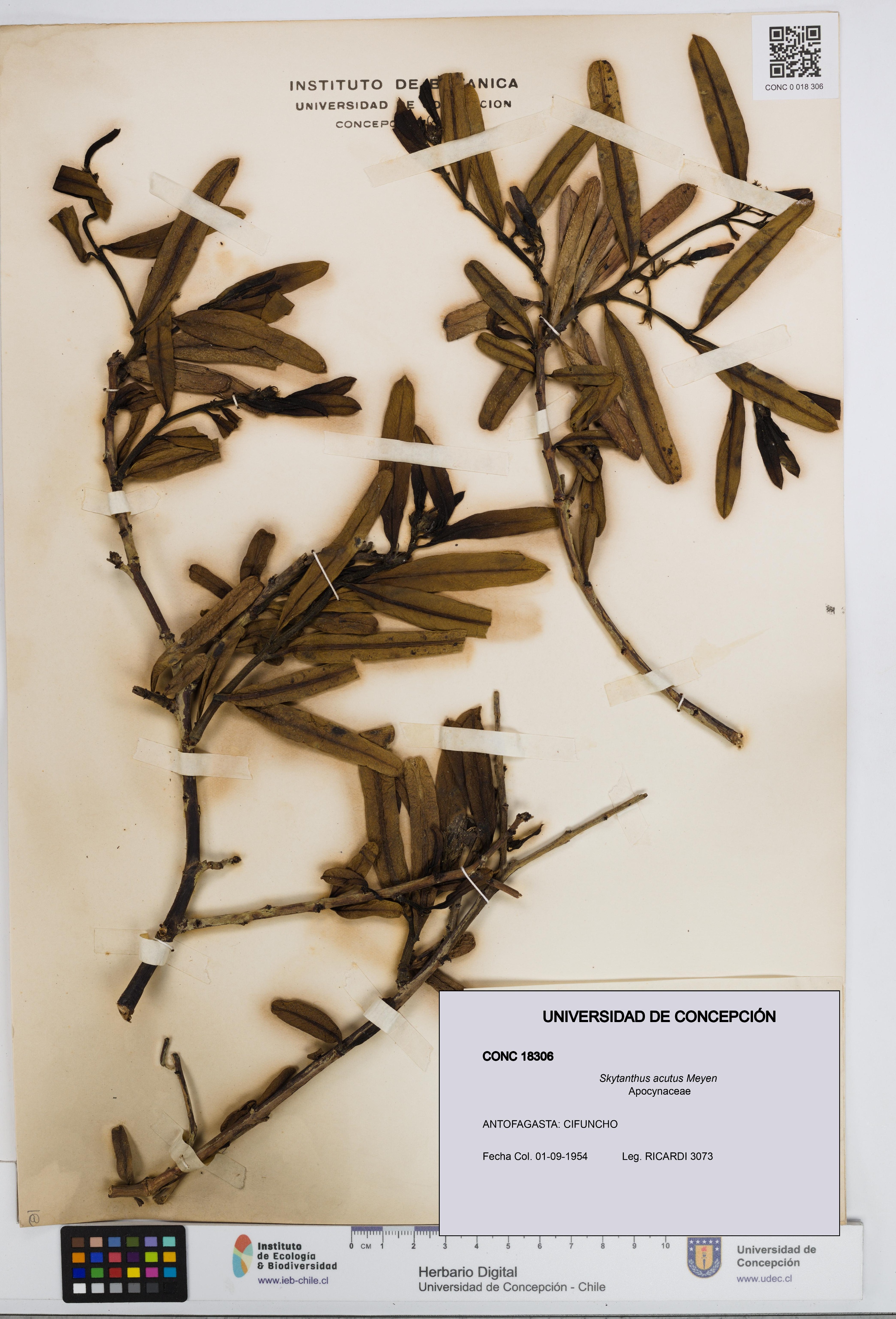 Skytanthus acutus [Espécimen: UDEC:CONC:0018306]