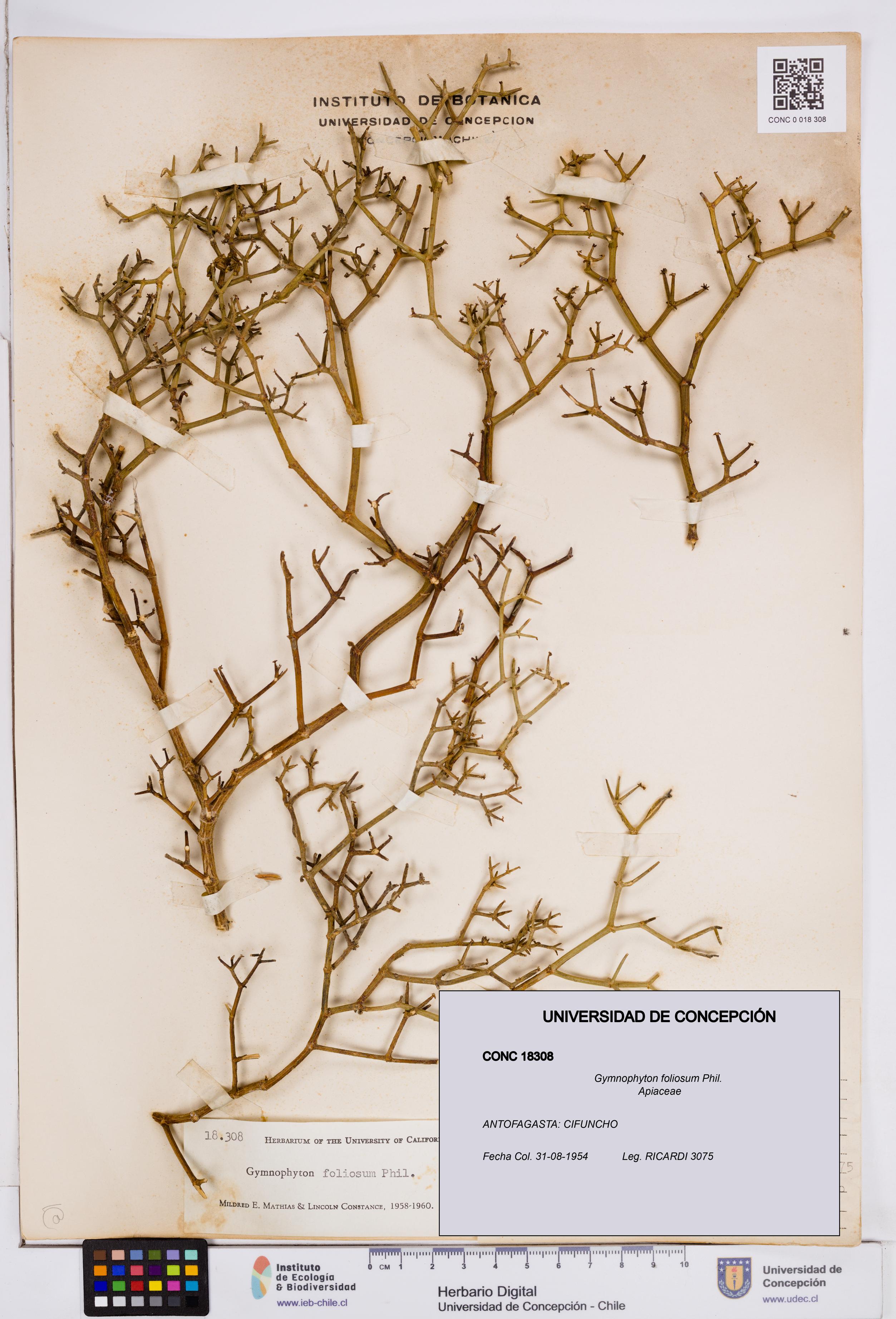 Gymnophyton foliosum [Espécimen: ]