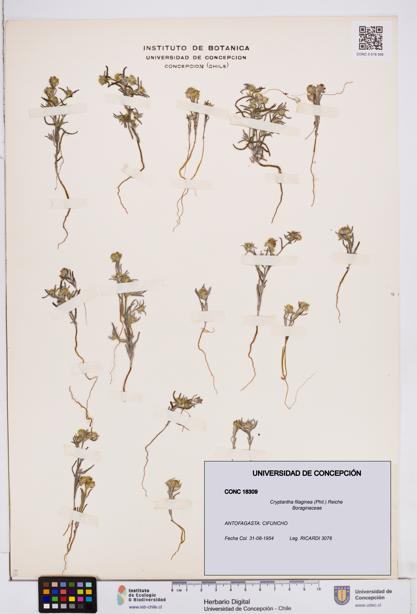 Cryptantha filaginea [Espécimen: ]