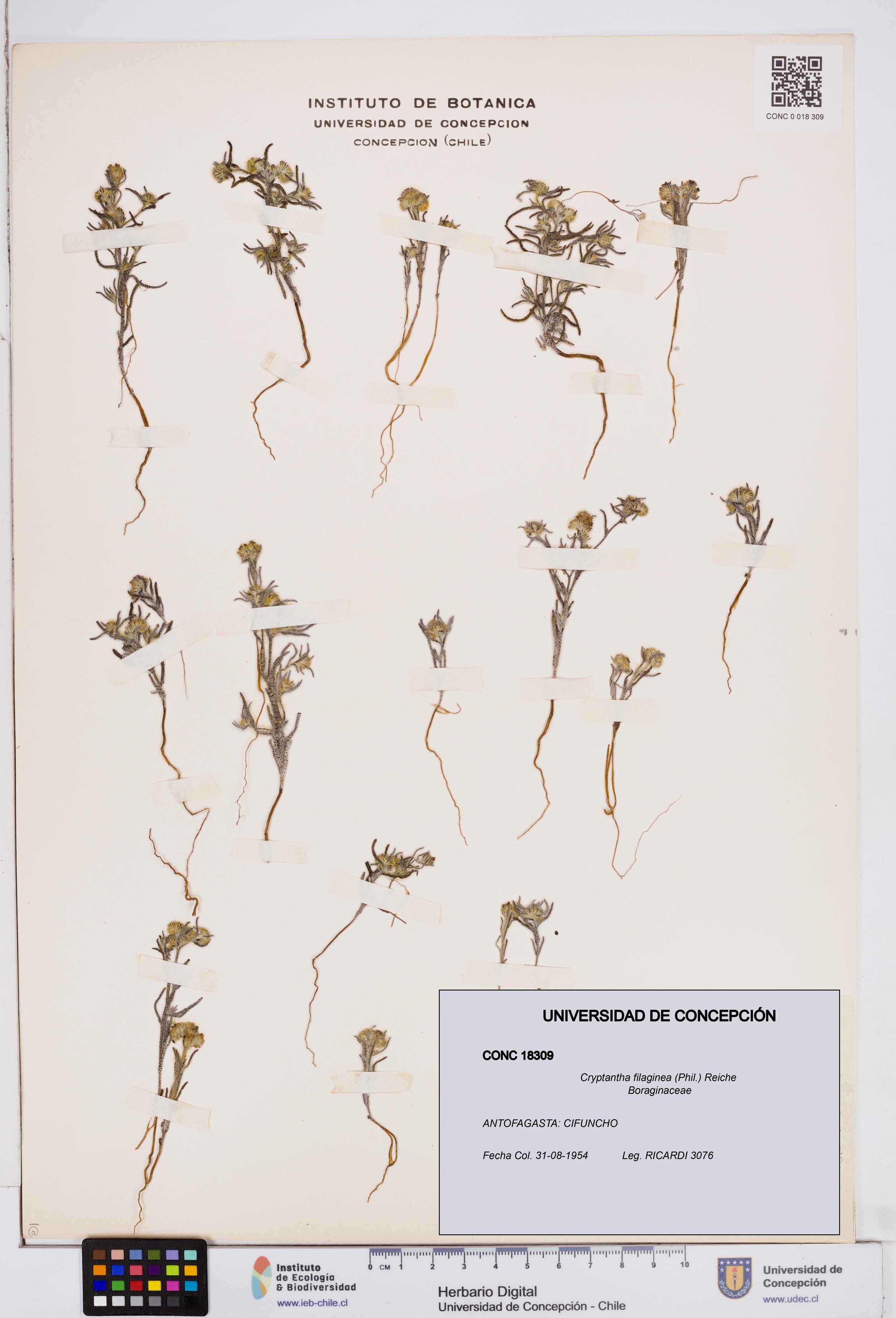 Cryptantha filaginea [Espécimen: ]