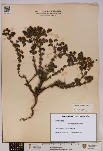 Frankenia chilensis [Espécimen: UDEC:CONC:0018312]