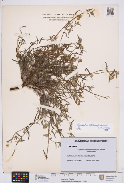 Cryptantha subamplexicaulis [Espécimen: ]