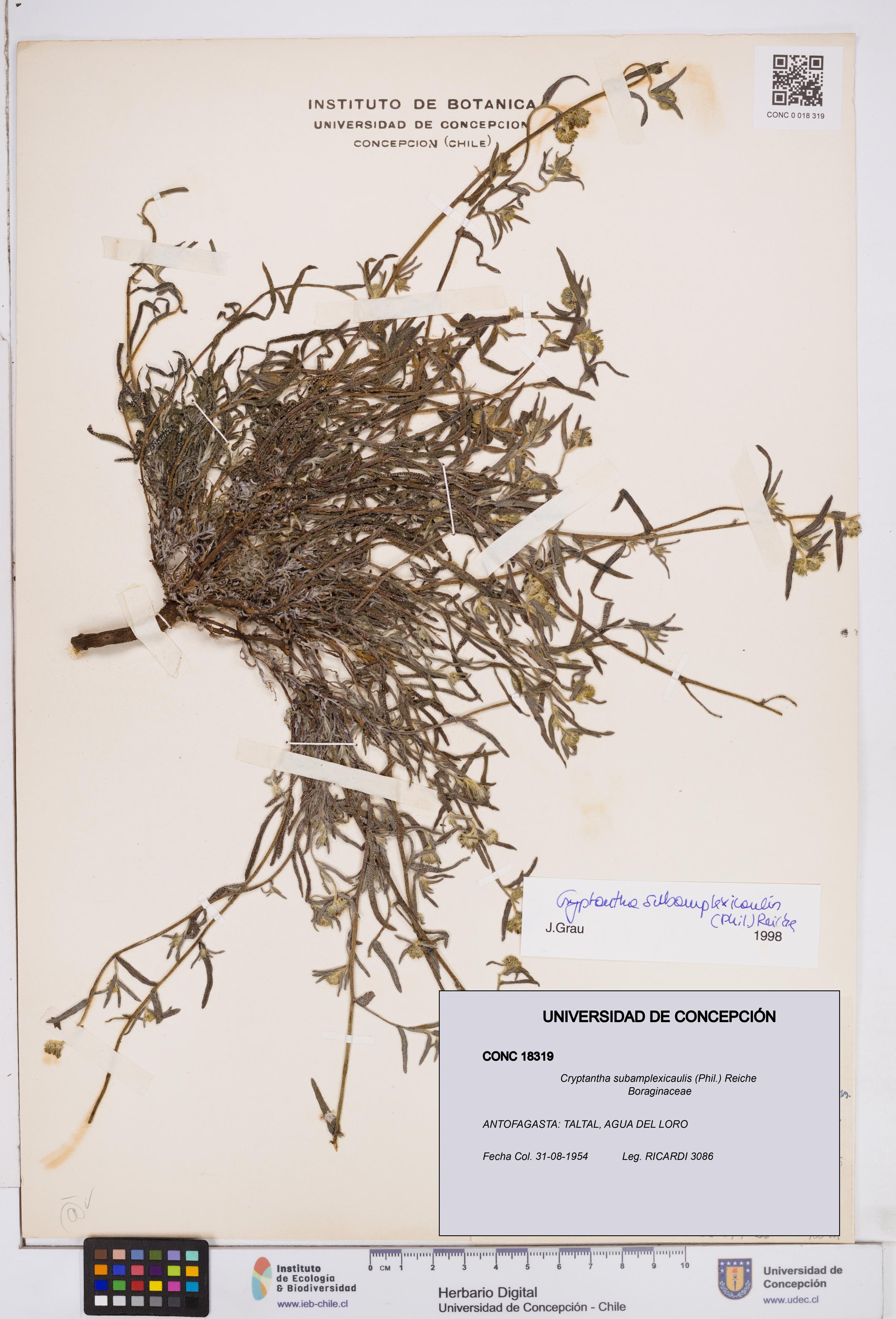 Cryptantha subamplexicaulis [Espécimen: ]