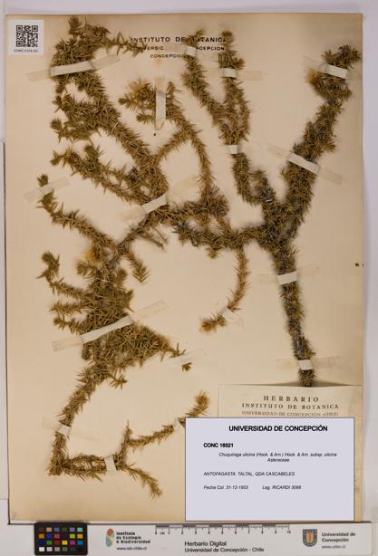 Chuquiraga ulicina subsp. ulicina [Espécimen: UDEC:CONC:0018321]