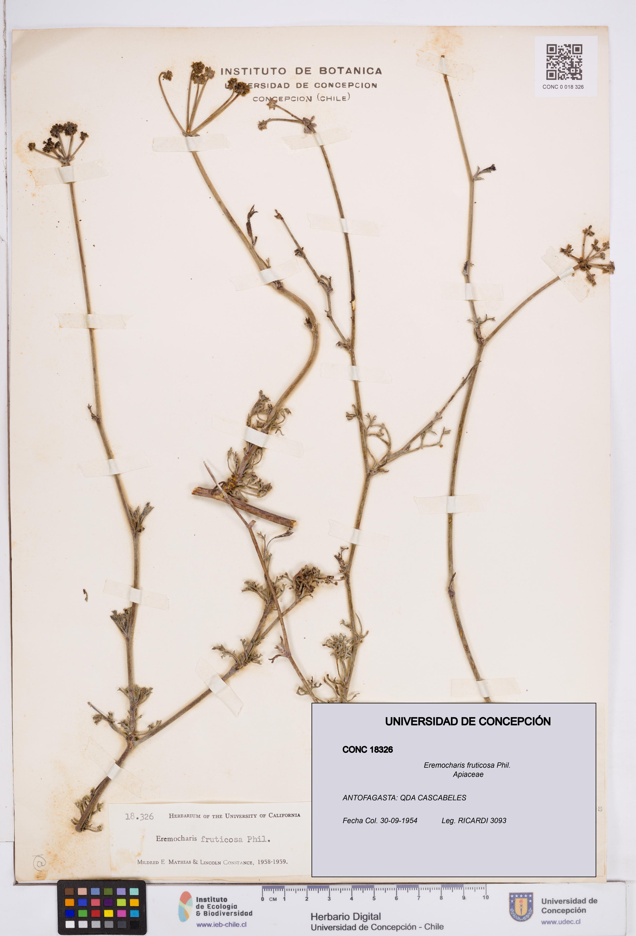 Eremocharis fruticosa [Espécimen: ]