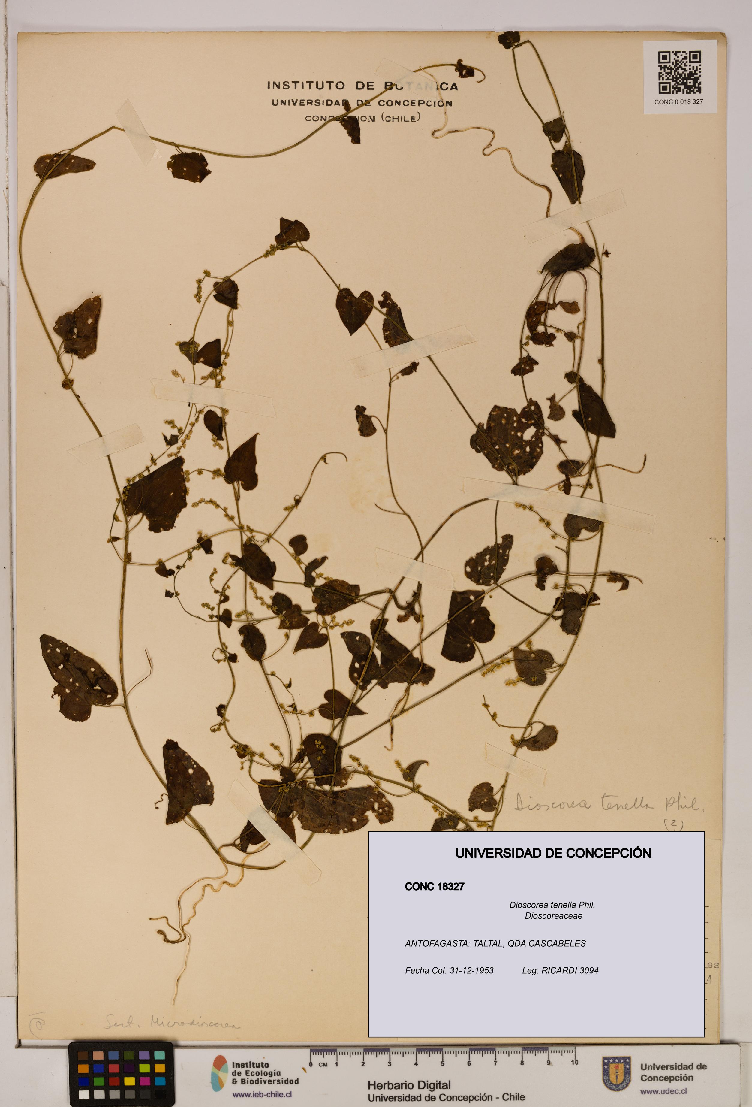 Dioscorea tenella [Espécimen: ]