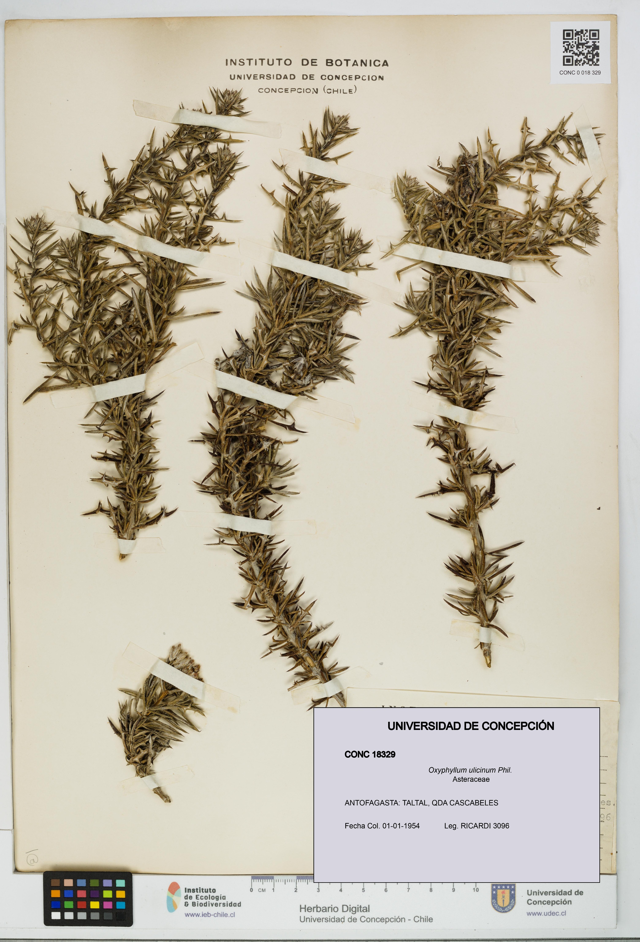 Oxyphyllum ulicinum [Espécimen: ]