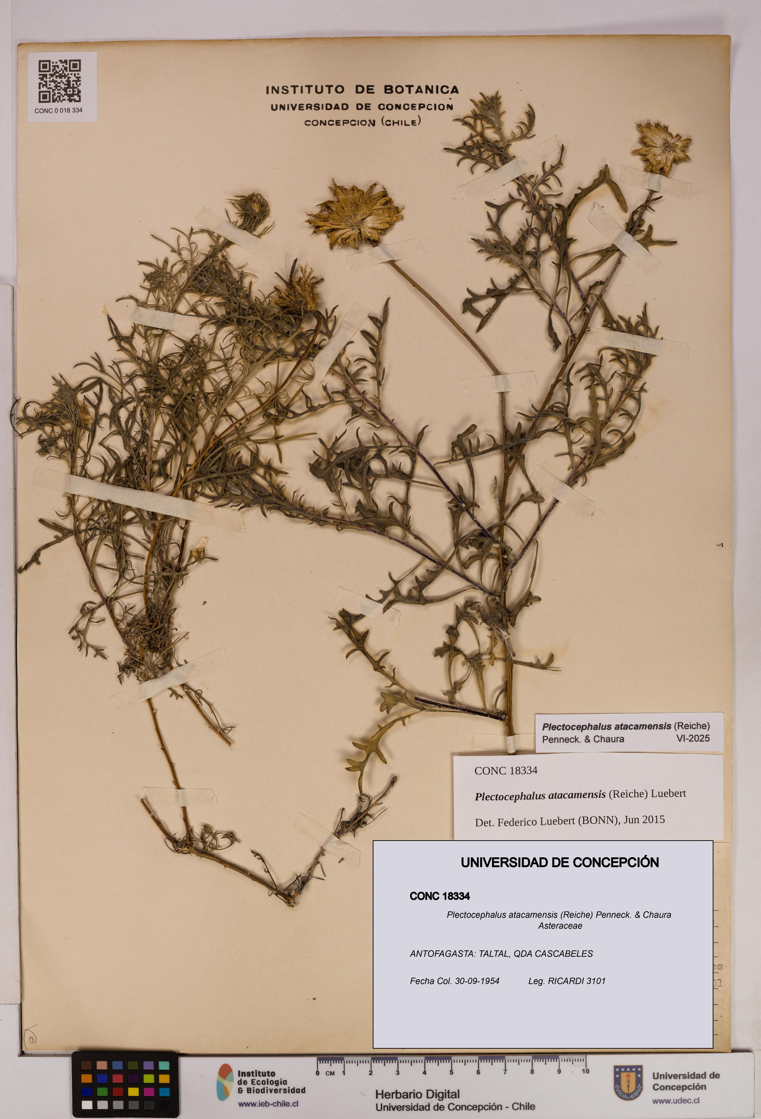 Plectocephalus atacamensis [Espécimen: UDEC:CONC:0018334]