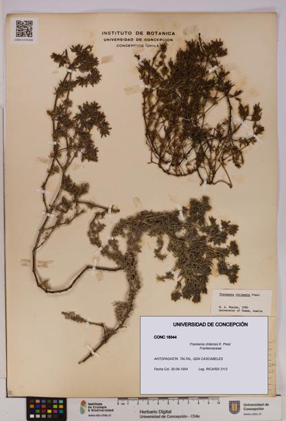 Frankenia chilensis [Espécimen: UDEC:CONC:0018344]