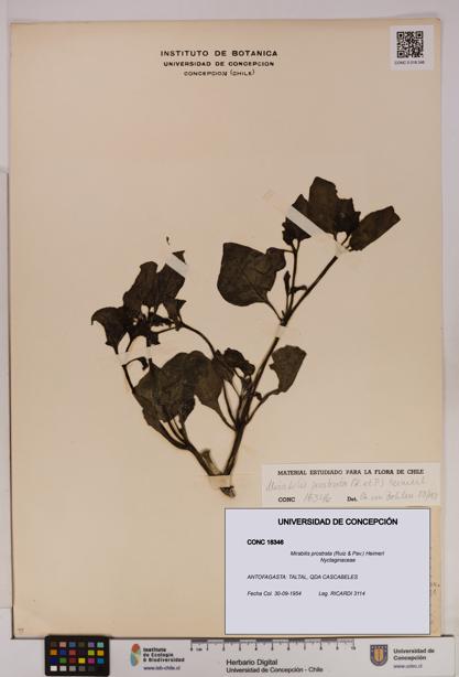 Mirabilis prostrata [Espécimen: UDEC:CONC:0018346]