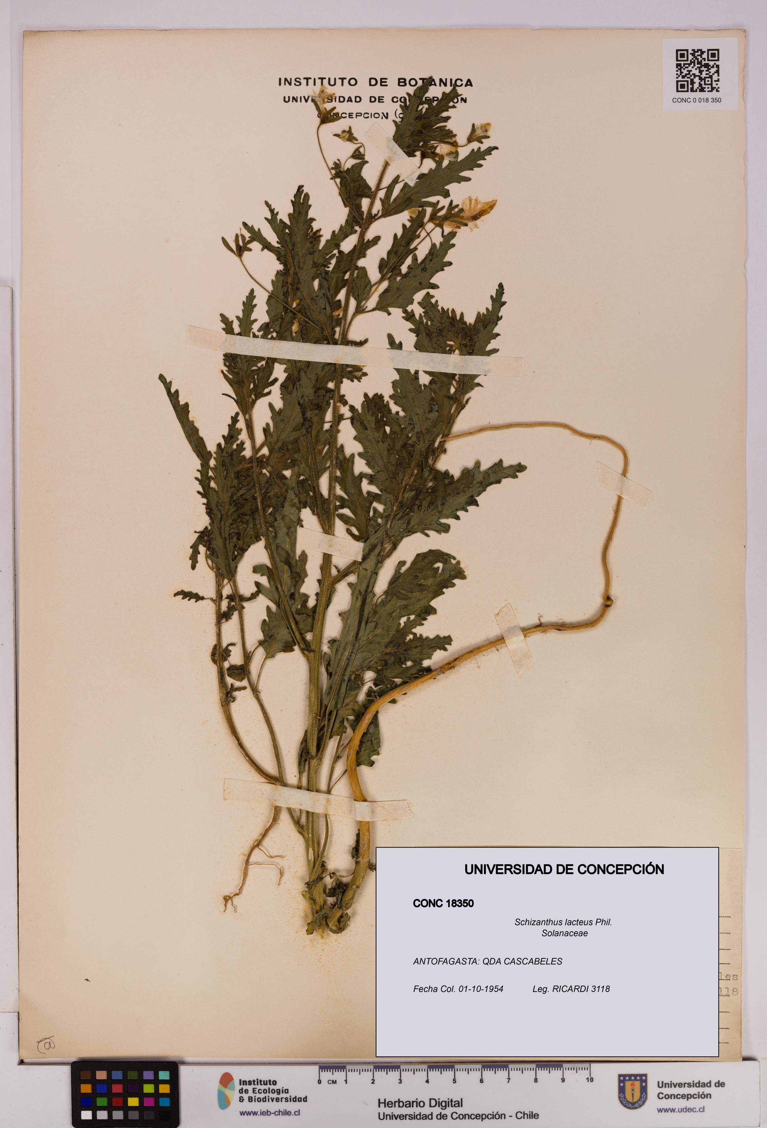 Schizanthus lacteus [Espécimen: UDEC:CONC:0018350]