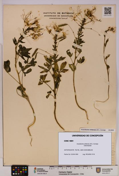Incacleome chilensis [Espécimen: UDEC:CONC:0018351]