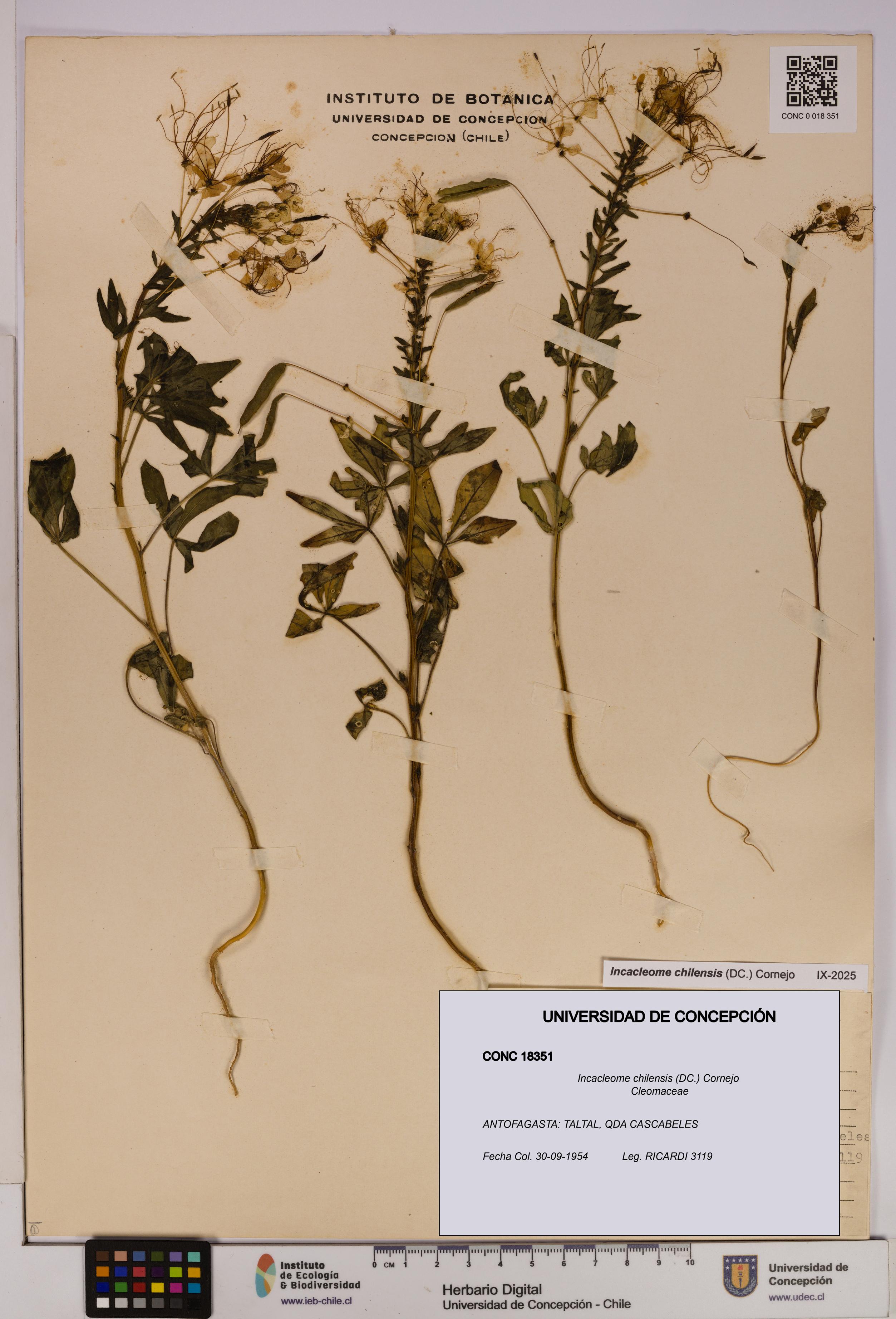 Incacleome chilensis [Espécimen: UDEC:CONC:0018351]