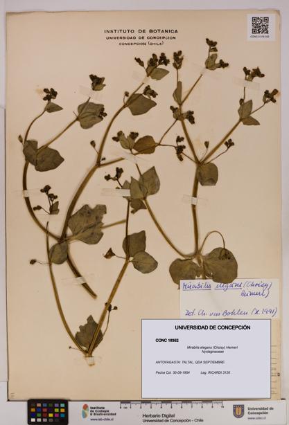 Mirabilis elegans [Espécimen: UDEC:CONC:0018352]