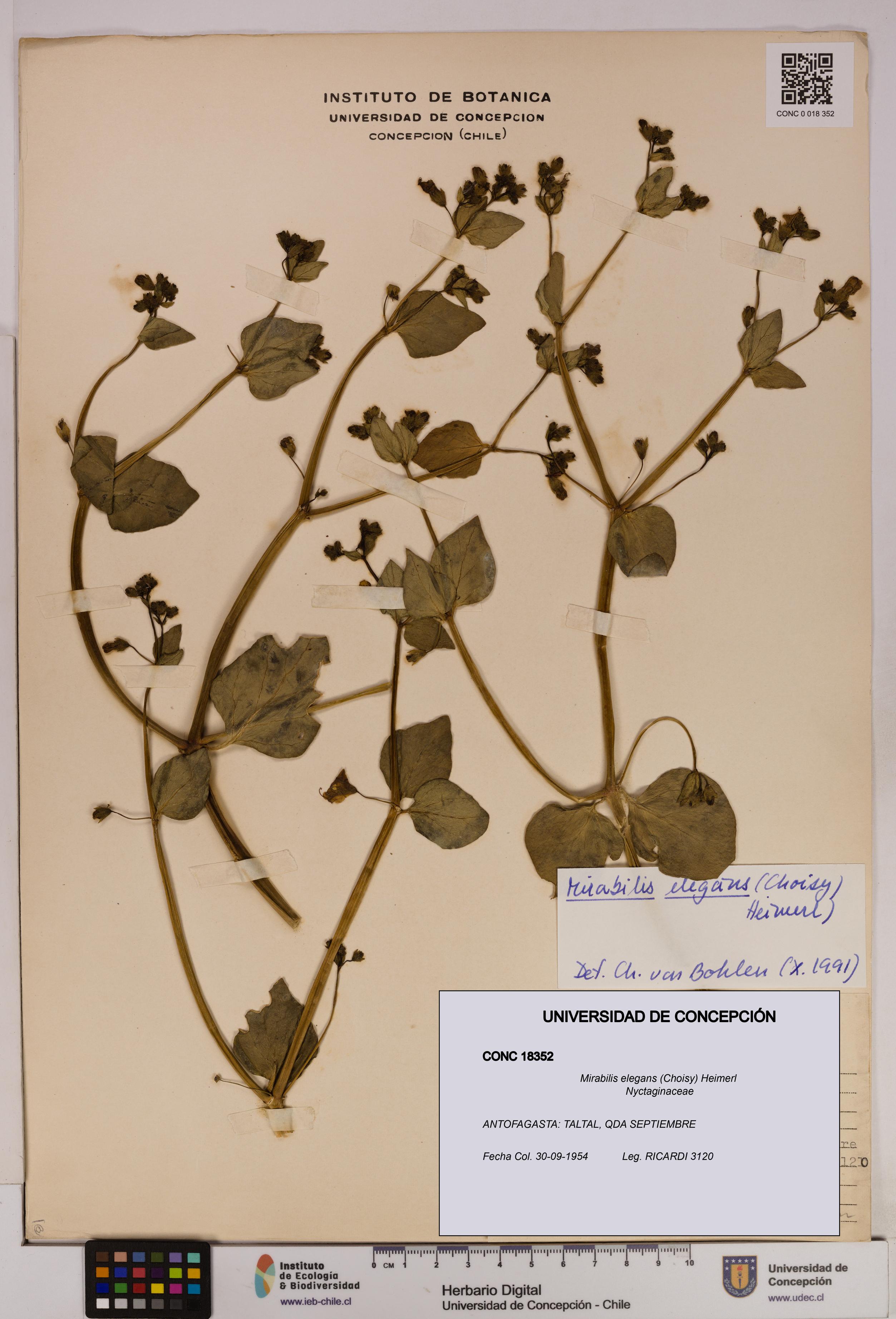 Mirabilis elegans [Espécimen: UDEC:CONC:0018352]