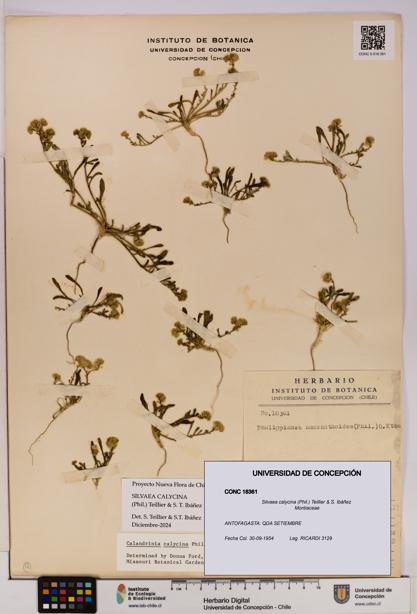 Silvaea calycina [Espécimen: UDEC:CONC:0018361]