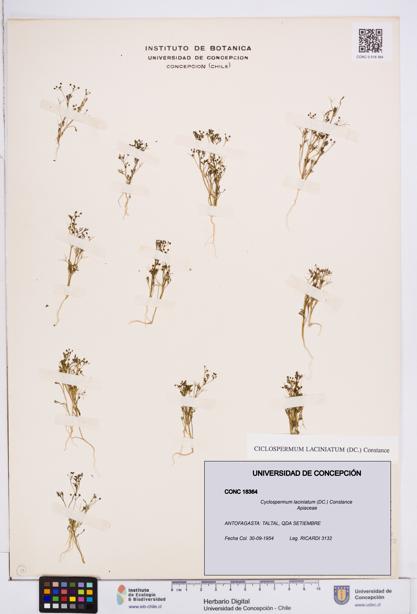 Cyclospermum laciniatum [Espécimen: ]