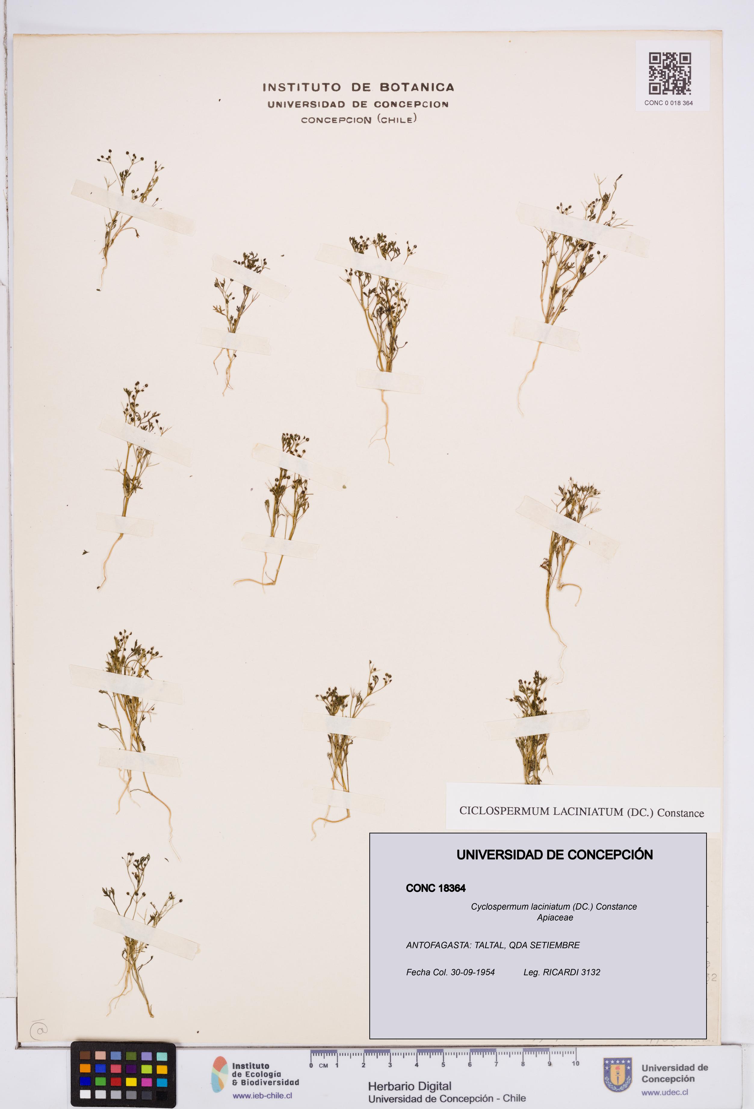 Cyclospermum laciniatum [Espécimen: ]
