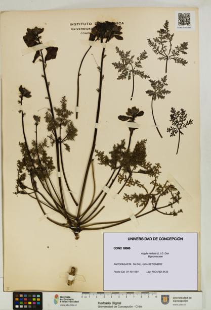Argylia radiata [Espécimen: UDEC:CONC:0018365]