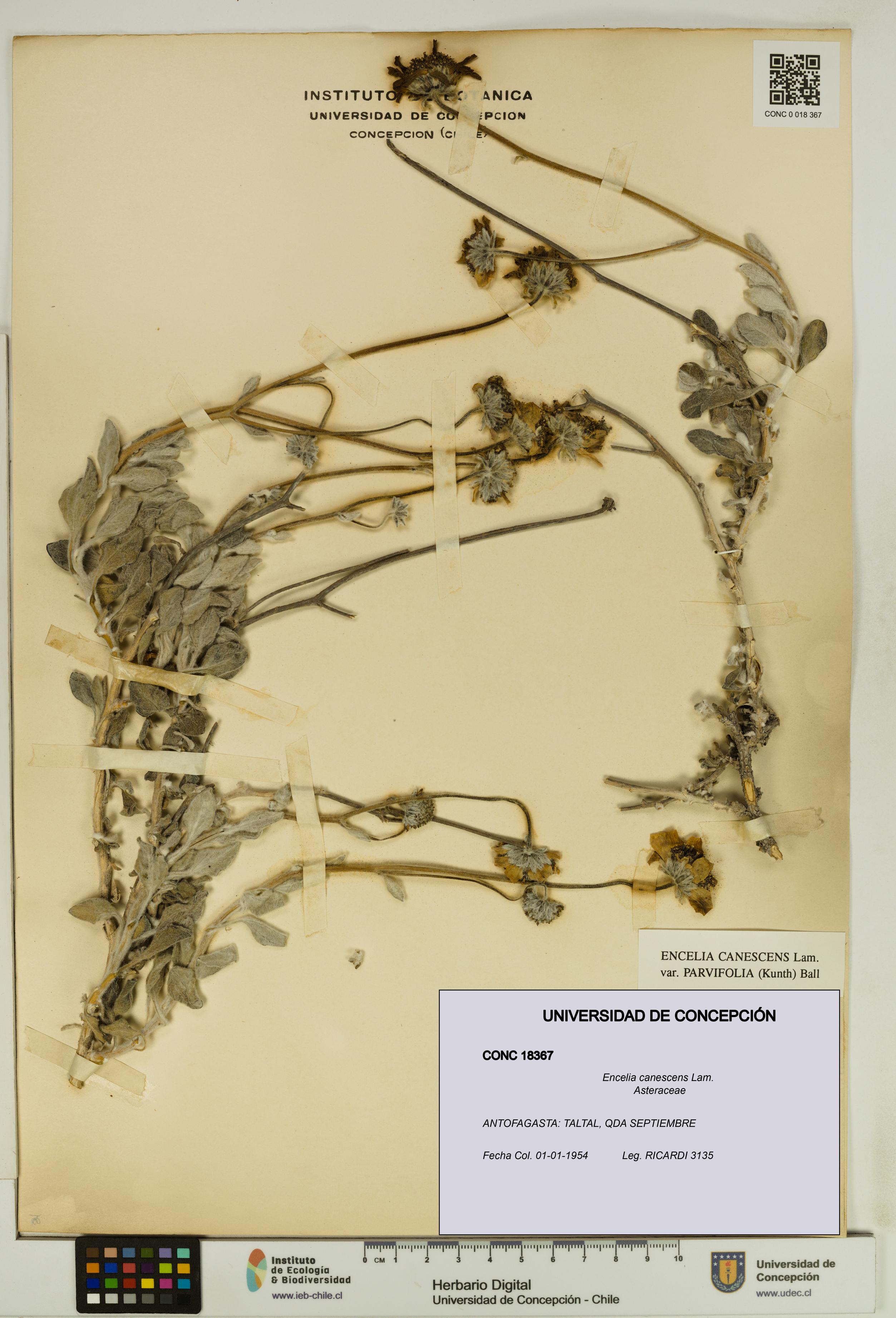 Encelia canescens [Espécimen: UDEC:CONC:0018367]