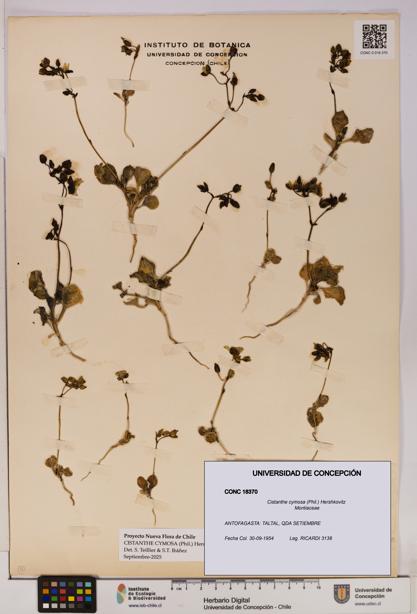 Cistanthe cymosa [Espécimen: UDEC:CONC:0018370]