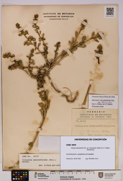 Silvaea celosioides var. celosioides [Espécimen: UDEC:CONC:0018375]