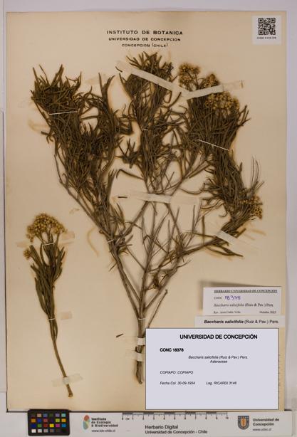 Baccharis salicifolia [Espécimen: UDEC:CONC:0018378]
