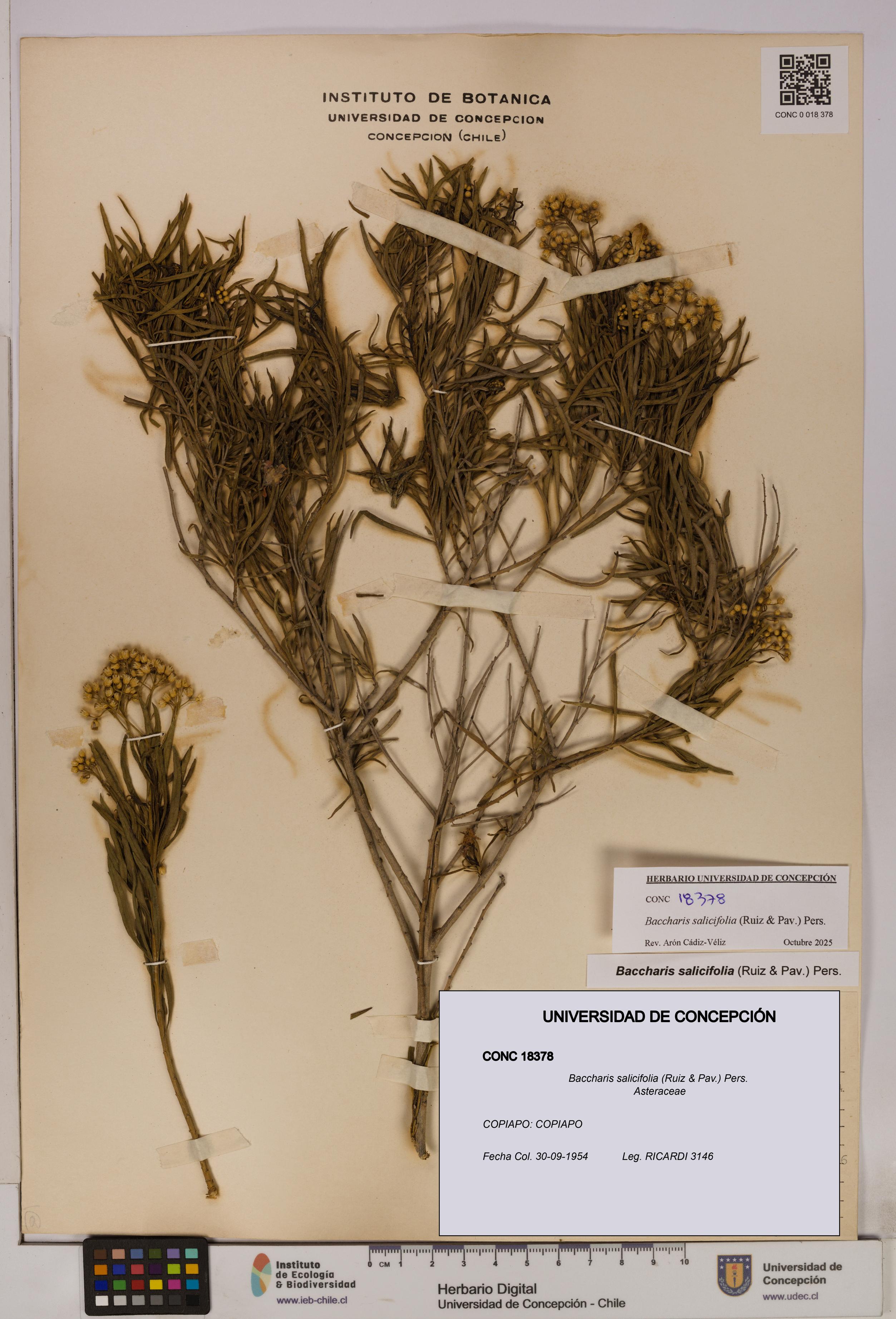 Baccharis salicifolia [Espécimen: UDEC:CONC:0018378]