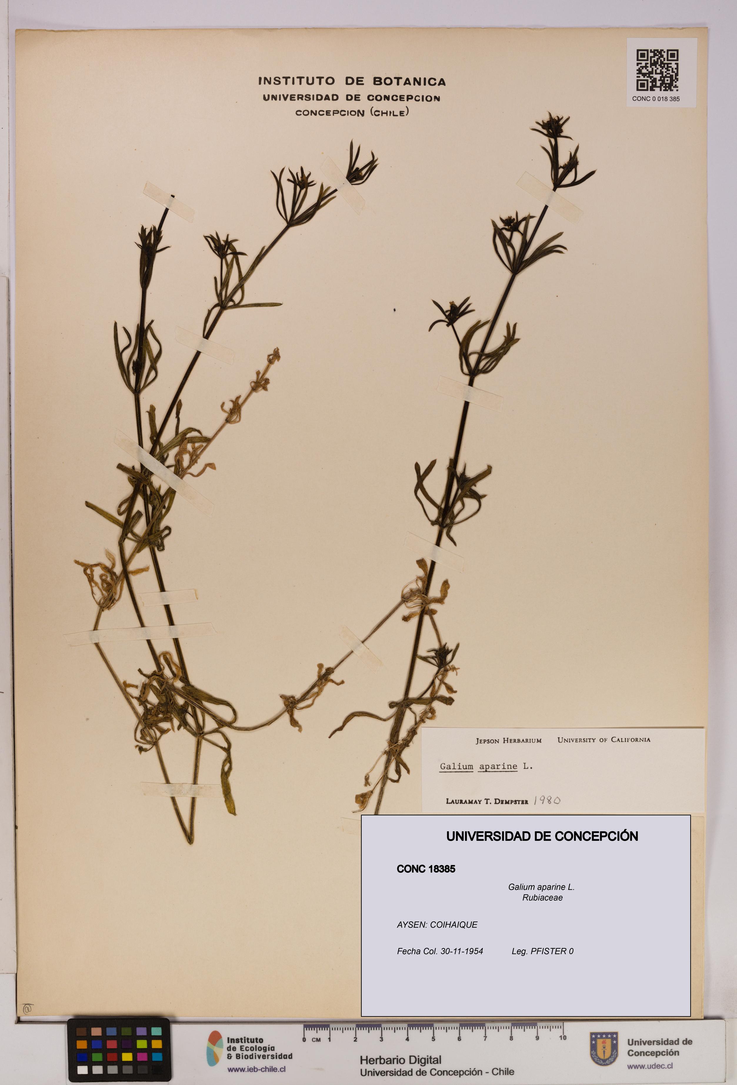 Galium aparine [Espécimen: UDEC:CONC:0018385]