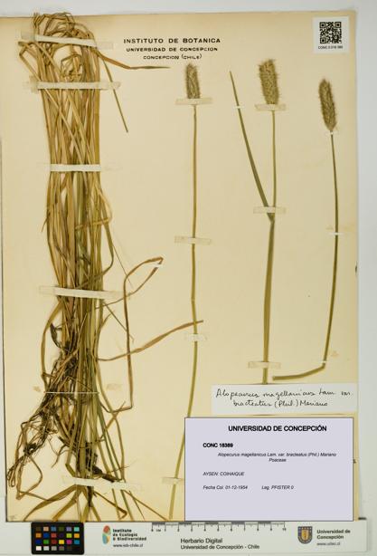 Alopecurus magellanicus var. bracteatus [Espécimen: UDEC:CONC:0018389]