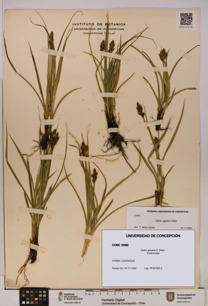 Carex gayana [Espécimen: UDEC:CONC:0018392]
