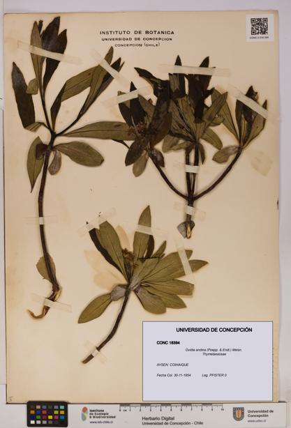 Ovidia andina [Espécimen: UDEC:CONC:0018394]