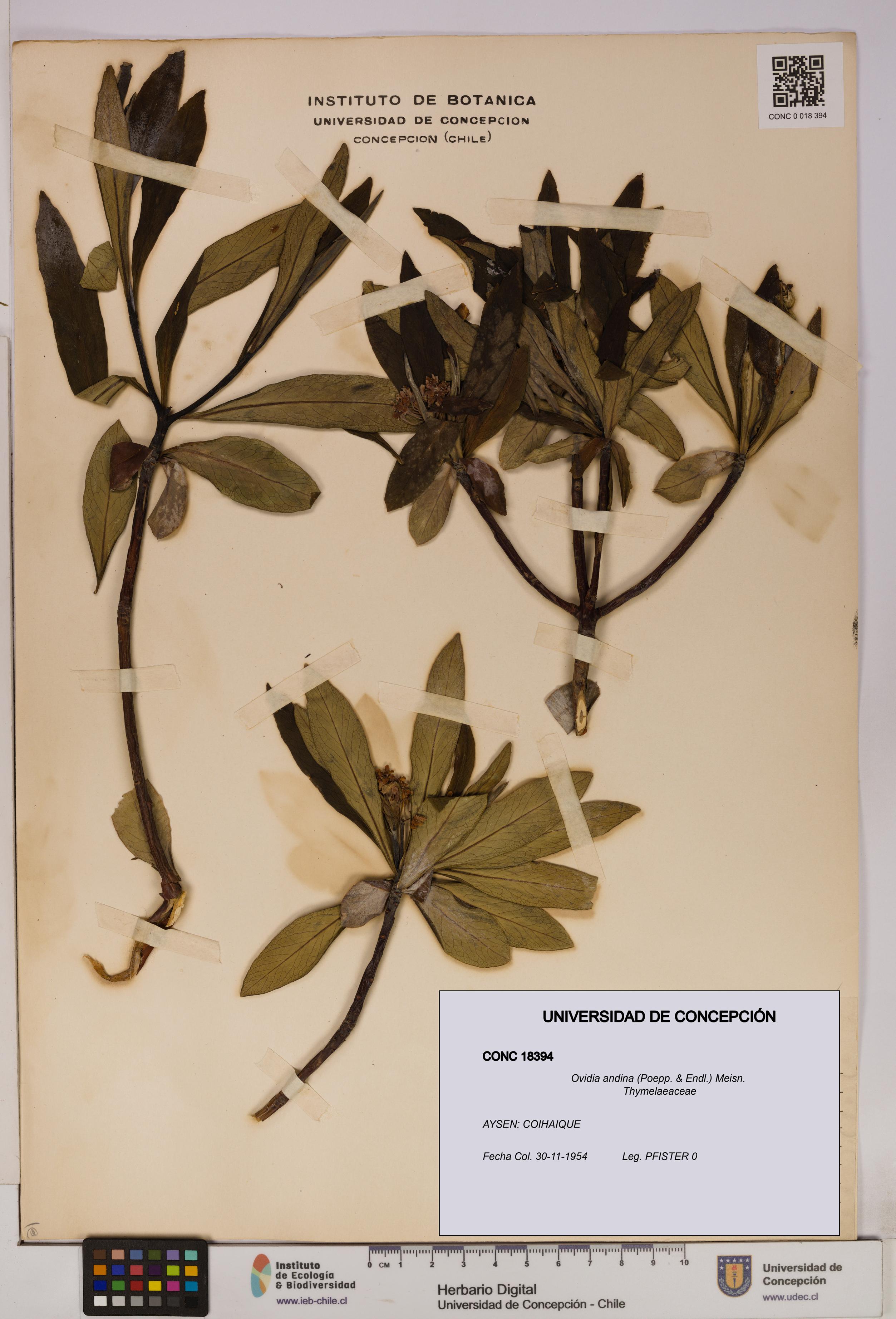 Ovidia andina [Espécimen: UDEC:CONC:0018394]