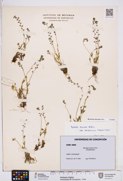 Myosotis discolor [Espécimen: ]