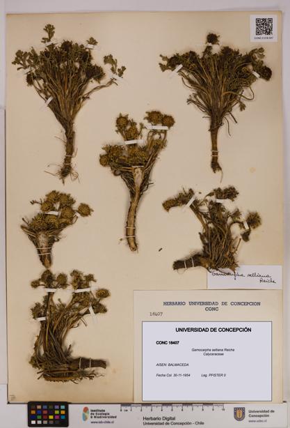 Gamocarpha selliana [Espécimen: UDEC:CONC:0018407]
