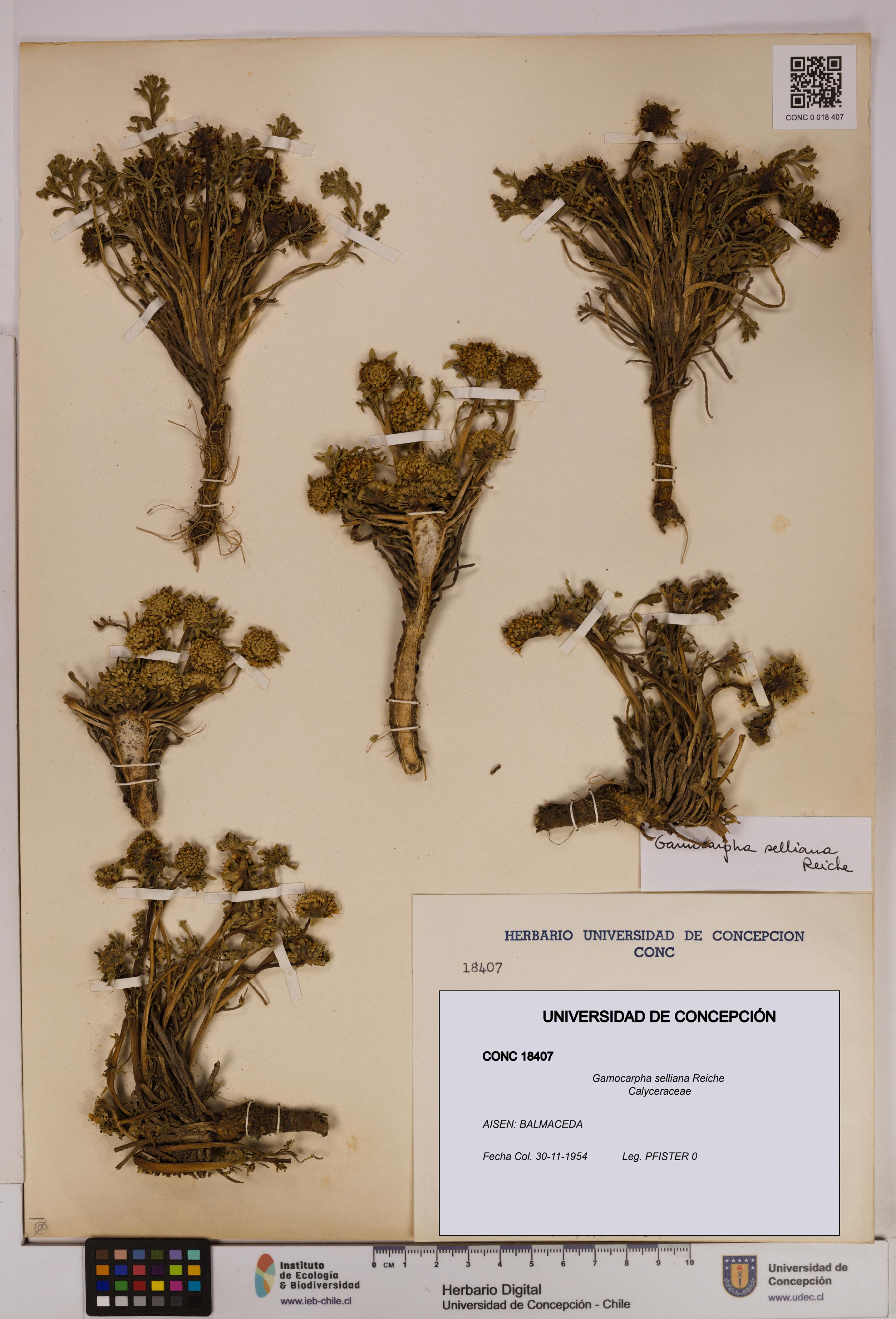 Gamocarpha selliana [Espécimen: UDEC:CONC:0018407]
